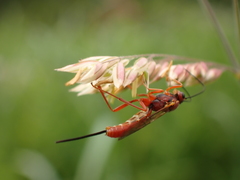 Labeninae