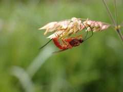 Labeninae