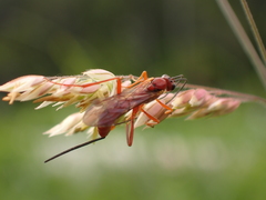 Labeninae