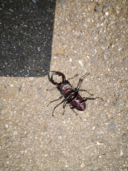 Prosopocoilus inclinatus inclinatus