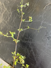 Ceratocapnos claviculata