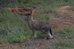 Lepus saxatilis