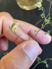 Ceratocapnos claviculata