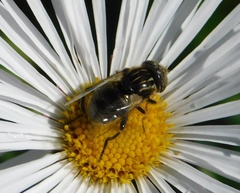 Eristalinus