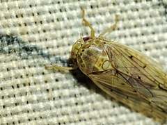 Polana