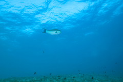 Chlorurus microrhinos