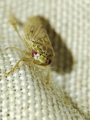 Polana
