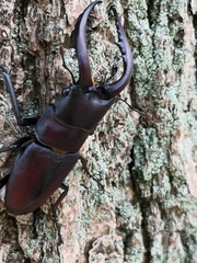 Prosopocoilus inclinatus inclinatus