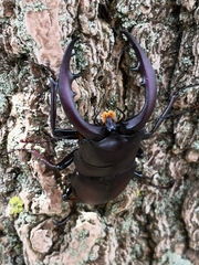 Prosopocoilus inclinatus inclinatus