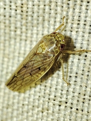 Polana