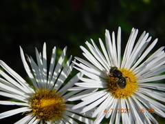Eristalinus