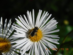 Eristalinus