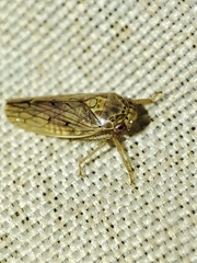Polana