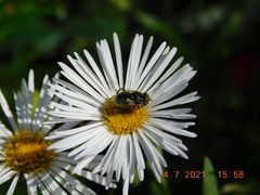 Eristalinus