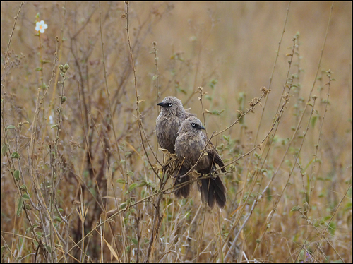 Black-lored Babbler