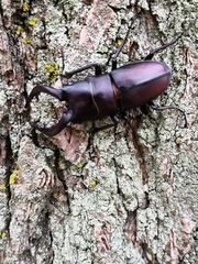 Prosopocoilus inclinatus inclinatus