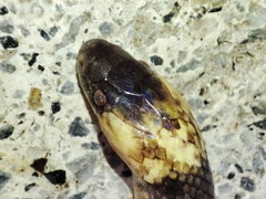 Pseudoboa neuwiedii
