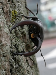 Prosopocoilus inclinatus inclinatus