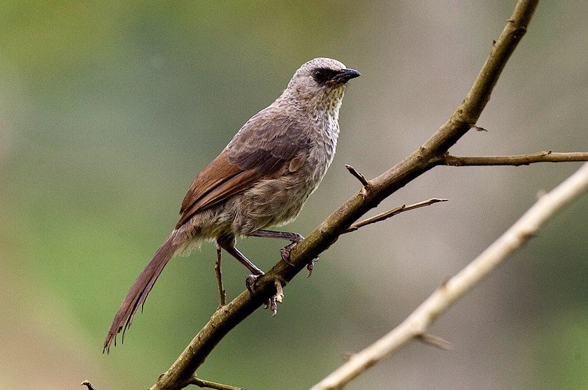 Black-Lored Babbler