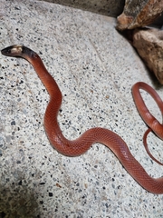 Pseudoboa neuwiedii