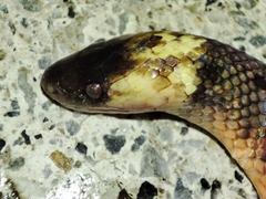 Pseudoboa neuwiedii