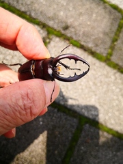 Prosopocoilus inclinatus inclinatus