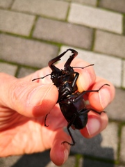 Prosopocoilus inclinatus inclinatus