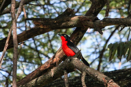 Black-headed Gonolek