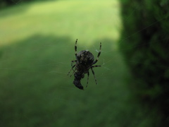 Araneidae