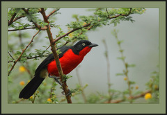 Black-Headed Gonolek photo 2