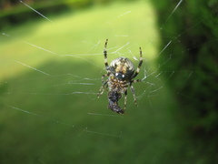 Araneidae