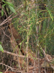 Grevillea linearifolia