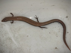 Ablepharus rueppellii