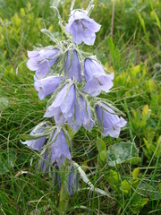 Campanula alpina