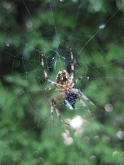 Araneidae