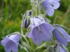 Campanula alpina