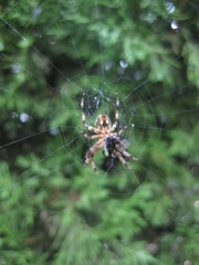 Araneidae