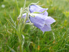Campanula alpina