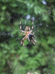 Araneidae