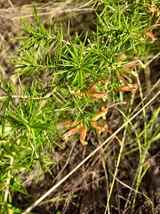 Grevillea juniperina