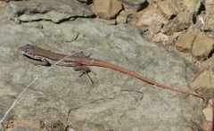 Pedioplanis lineoocellata