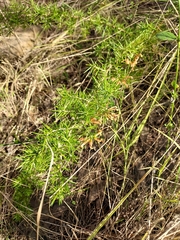 Grevillea juniperina