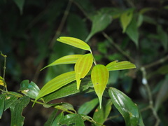 Cinnamomum subavenium