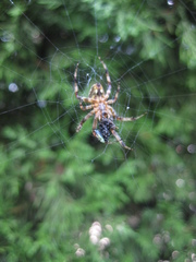 Araneidae