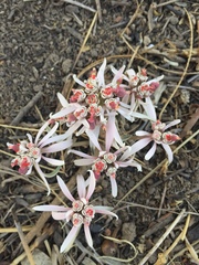 Euphorbia radians
