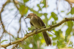 Northern Brownbul photo 3