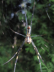 Trichonephila clavata