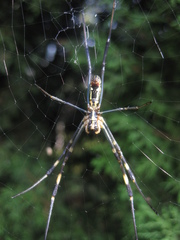 Trichonephila clavata