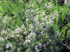 Eriocephalus tenuifolius