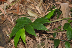 Zingiber shuanglongensis